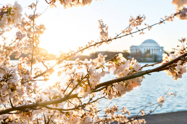 istock Jefferson Memorial through the cherry blossoms 692667828