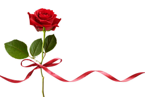Smal red silk ribbon bow and red rose flower Smal red silk ribbon bow and red rose flower isolated on white hyde park flowers stock pictures, royalty-free photos & images