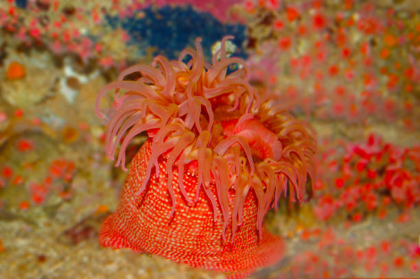 istock The beautiful White-spotted Rose Anemone 692671060