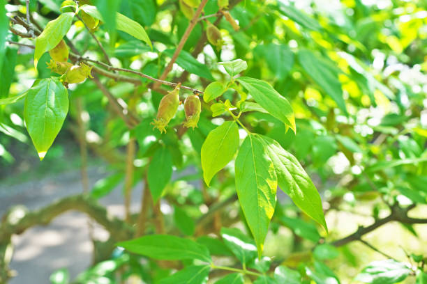 istock Fruit of the Chimonanthus praecox 692676392