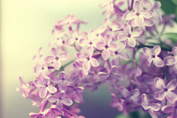 istock Natural background with lilac flowers 692681528