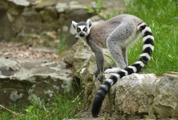 lemur - lemur ekor cincin potret stok, foto, & gambar bebas royalti
