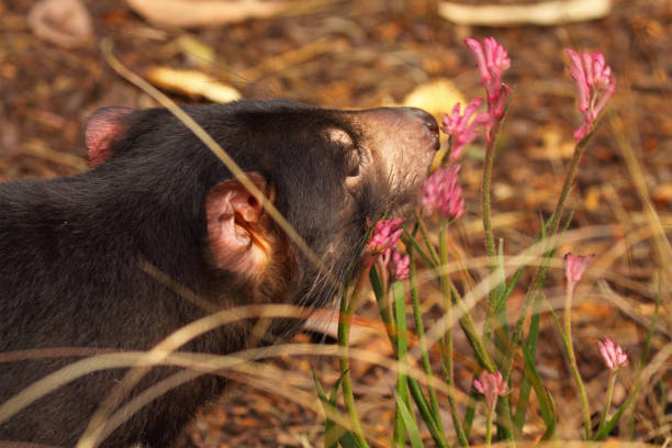 Tasmanian Devil Smelling Flowers - fotografia de stock