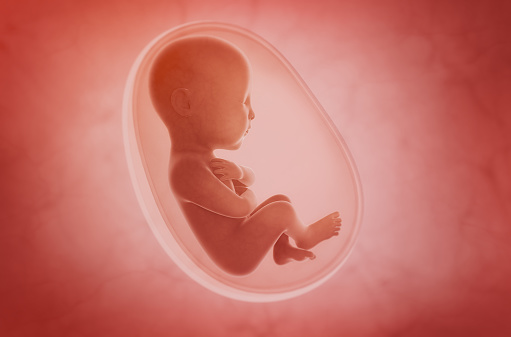 feto dentro del útero photo