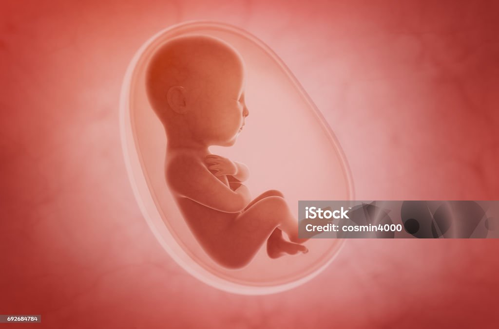 fetus inside the womb Fetus Stock Photo