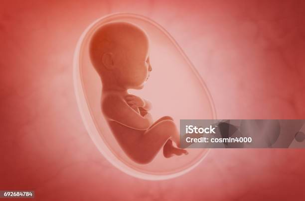 Fetus Inside The Womb Stock Photo - Download Image Now - Fetus, Uterus, Baby - Human Age