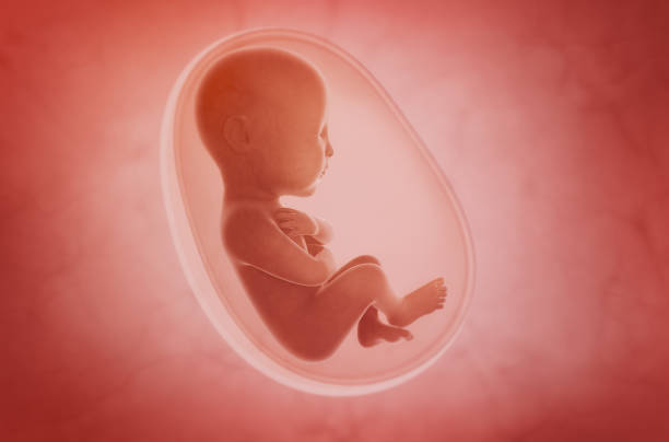 fetus inside the womb - placenta baby childbirth newborn imagens e fotografias de stock