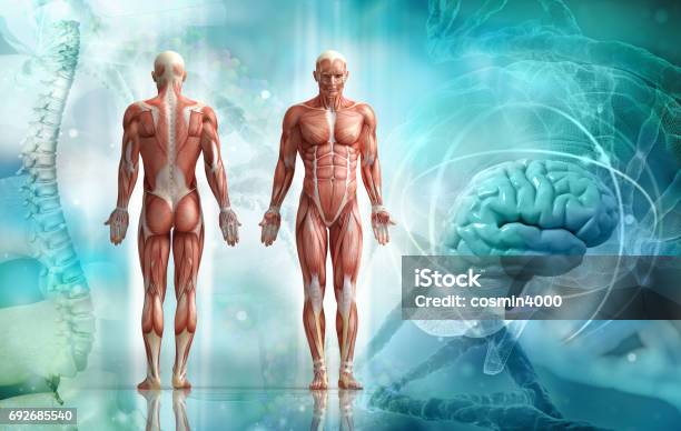 Corpo Umano - Fotografie stock e altre immagini di Anatomia umana - Anatomia umana, Il corpo umano, Muscolo