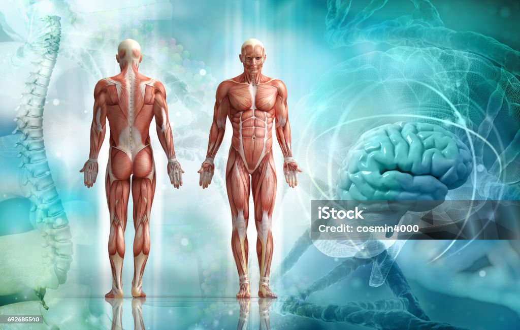 human body Anatomy Stock Photo