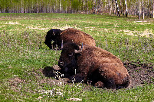 A bison sitting in a wallow pit.