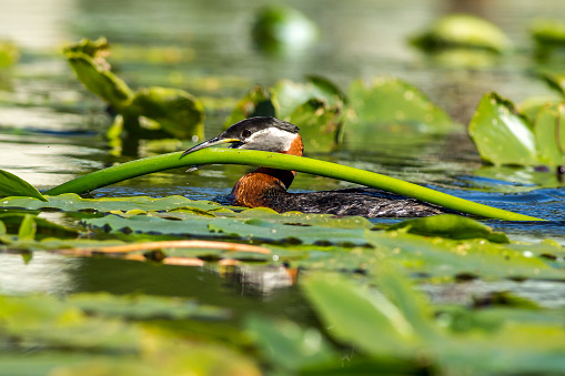 A red necked Grebe carries a lily pad in its beakto its nest.