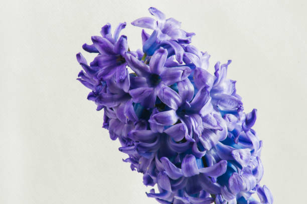 istock Hyacinth flower macro on white background. 692691762