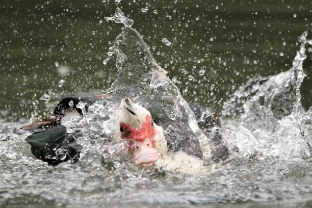 istock Duck splashing in water , taking a bath. 692693666