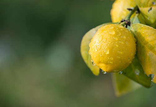Lemons are acidic to the taste, but are alkaline forming in the body. Find out what makes them so healthy and so enjoyed.
