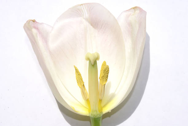 istock Parts of a Flower 692698936