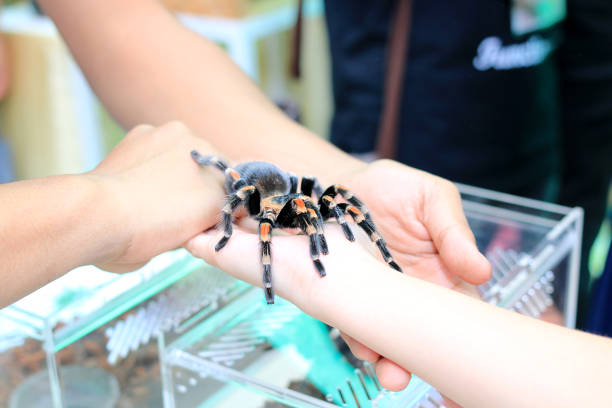 mexican redknee tarantula (brachypelma smithi) walking on female hand. - mexican redknee tarantula animal arachnid bark imagens e fotografias de stock