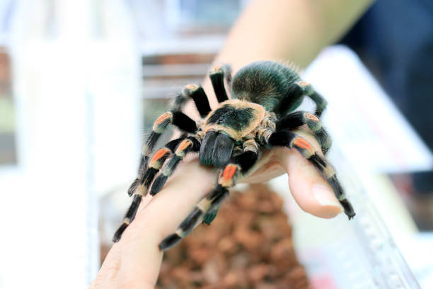 istock Mexican Redknee Tarantula (Brachypelma smithi) walking on female hand. 692707834