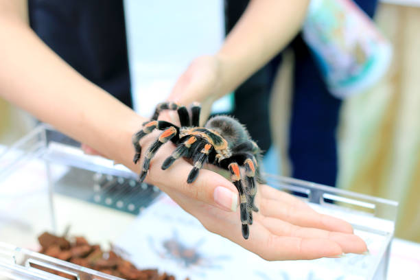 mexican redknee tarantula (brachypelma smithi) walking on female hand. - mexican redknee tarantula animal arachnid bark imagens e fotografias de stock