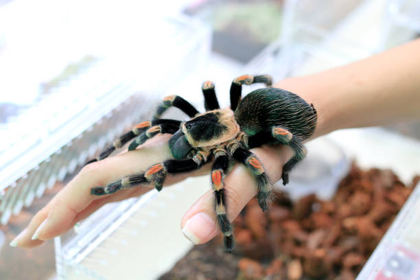 mexican redknee tarantula (brachypelma smithi) walking on female hand. - mexican redknee tarantula animal arachnid bark imagens e fotografias de stock