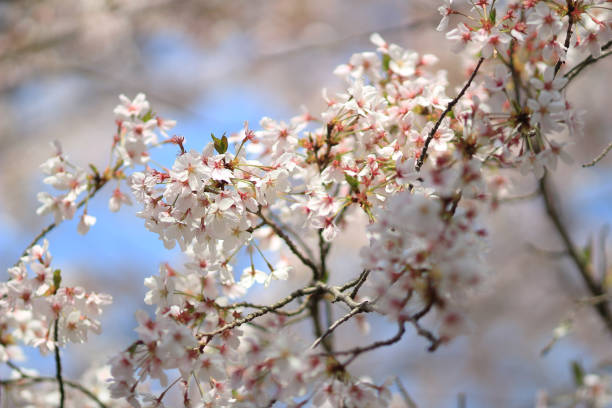 istock Beautiful Cherry blossom , white sakura flower 692707986