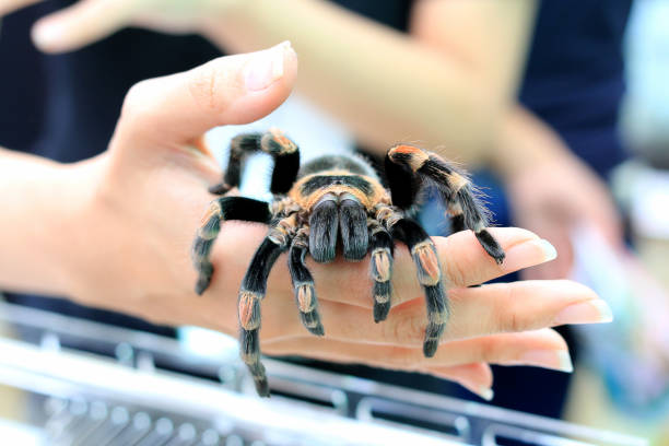 mexican redknee tarantula (brachypelma smithi) walking on female hand. - mexican redknee tarantula animal arachnid bark imagens e fotografias de stock