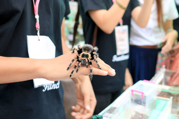 mexican redknee tarantula (brachypelma smithi) walking on female hand. - mexican redknee tarantula animal arachnid bark imagens e fotografias de stock