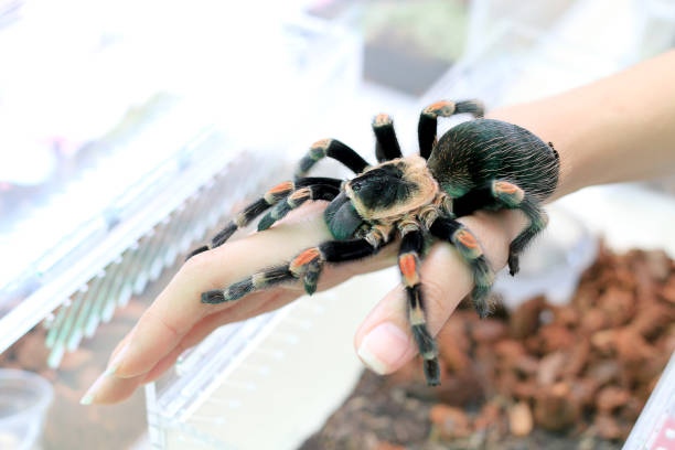 mexican redknee tarantula (brachypelma smithi) walking on female hand. - mexican redknee tarantula animal arachnid bark imagens e fotografias de stock