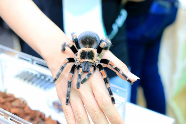 mexican redknee tarantula (brachypelma smithi) walking on female hand. - mexican redknee tarantula animal arachnid bark imagens e fotografias de stock