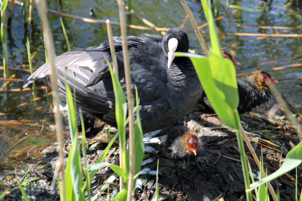istock Adult Eurasian coot (Fulica atra) with chicks at nest 692711504