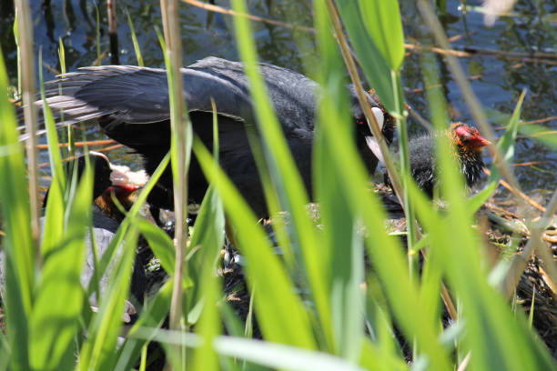 istock Adult Eurasian coot (Fulica atra) with chicks at nest 692711524
