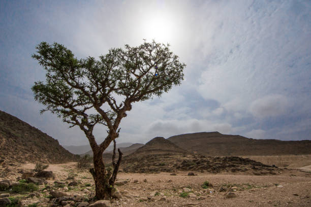 Frankincense trees in Salalah, Oman