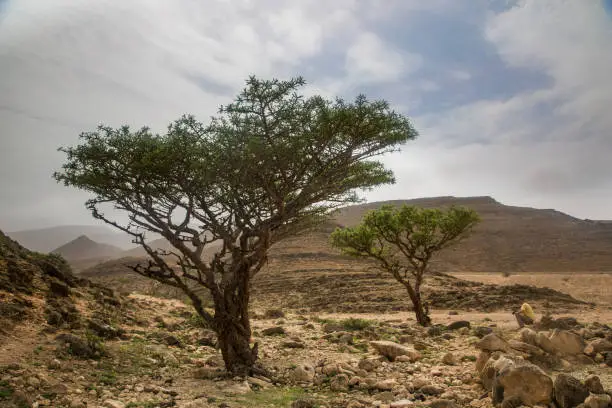 Frankincense trees in Salalah, Oman
