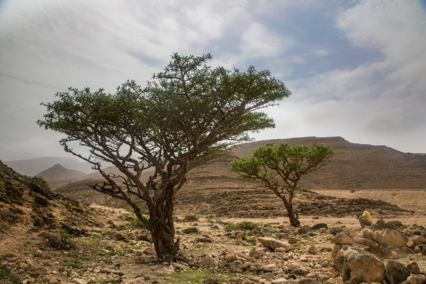 árvores de incenso em salalah, oman - sweet cicely - fotografias e filmes do acervo