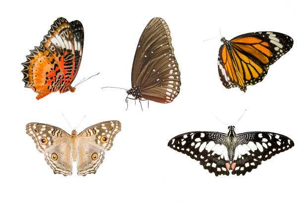 various butterfly isolated on white background with clipping path - close up touching animal antenna imagens e fotografias de stock