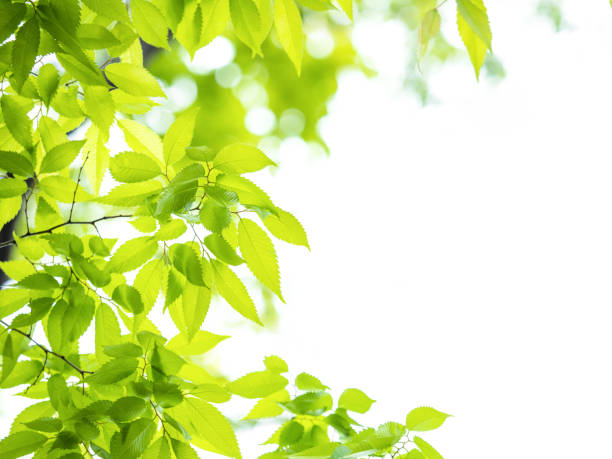 istock Fresh green zelkova leaves 692724816
