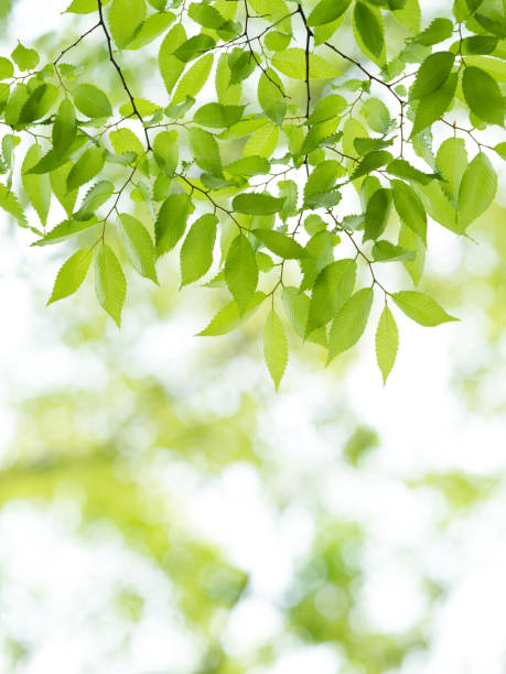 istock Fresh green zelkova leaves 692724902