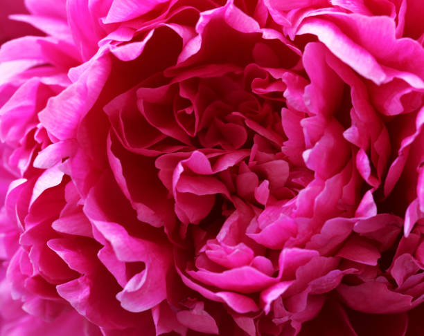 istock Beautiful purple peony, flower arrangement 692725126