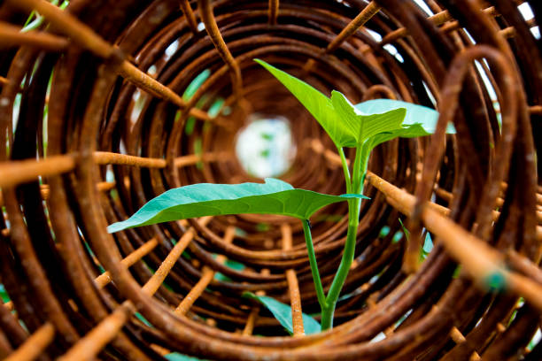 Top leaf of morning glory insert in roll of rusty steel wire mesh