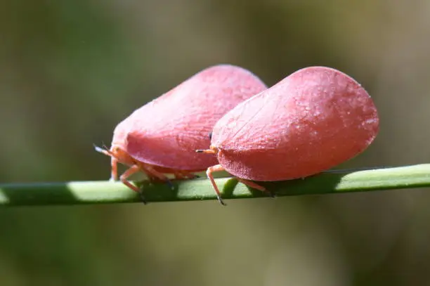 Pink planthoppers Phromnia rosea endemic to Madagascar