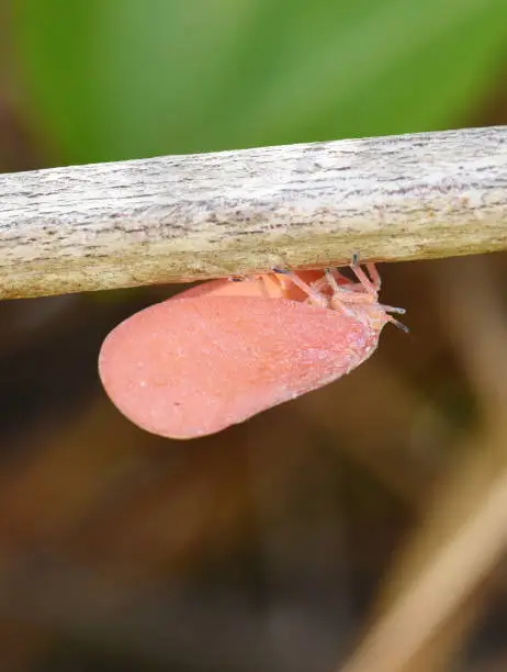 Pink planthoppers Phromnia rosea endemic to Madagascar