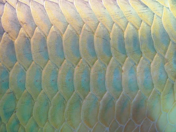 istock Arowana fish for fortune acts 692739542