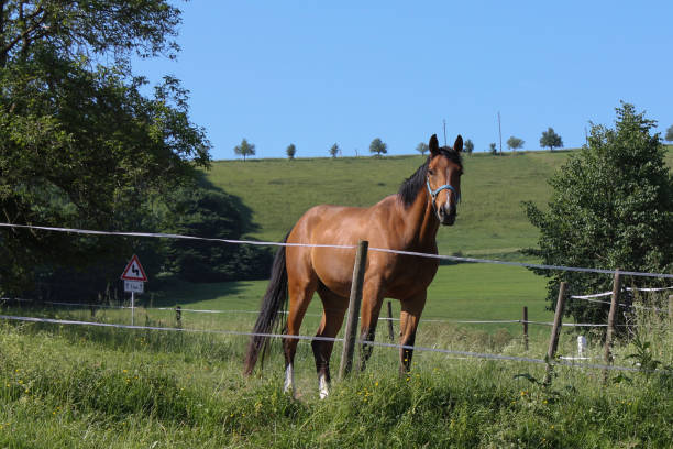 istock brown horse on paddock in summer in south germany 692740196