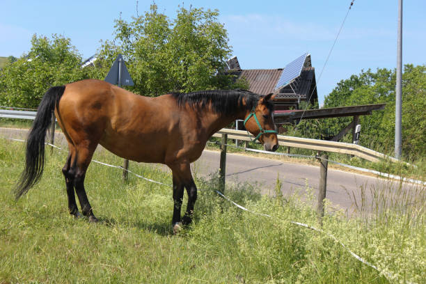 istock brown horse on paddock in summer in south germany 692740604