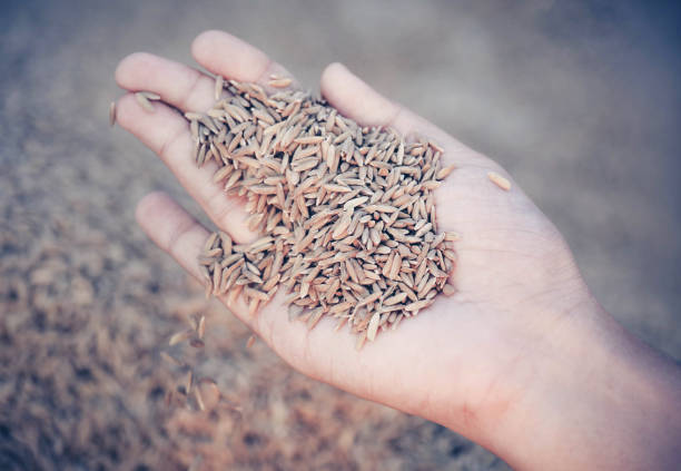 istock Hand holding golden paddy seeds 692740880
