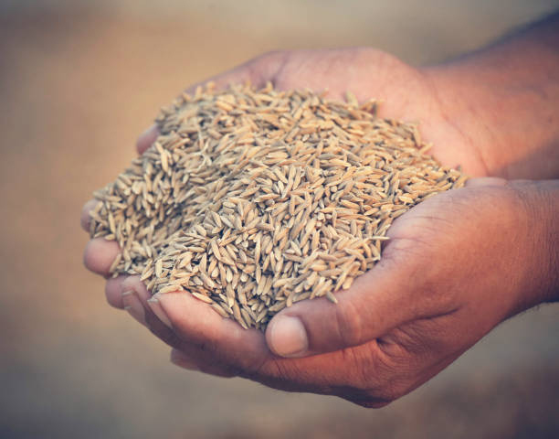 istock Hand holding golden paddy seeds 692740882