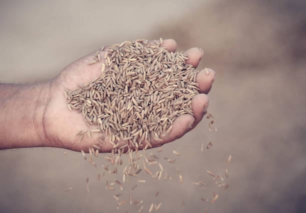 istock Hand holding golden paddy seeds 692740884