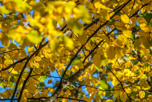 istock Autumn leaves closeup 692741042