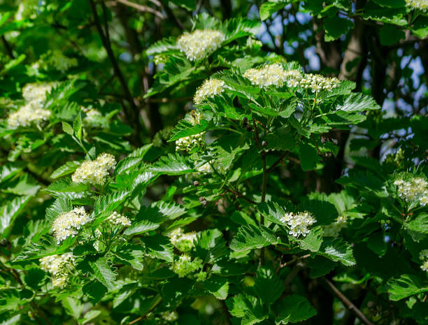 istock Blossoming of a mountain ash ordinary (Sorbus aucuparia L.) against the blue sky. 692743600