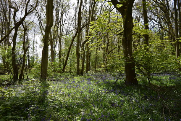 istock Bluebells Cover Woodland Floor 692744280