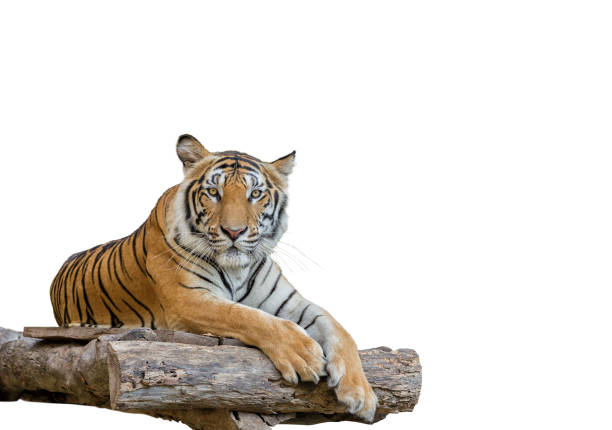 istock Tiger on dry timber ,isolated on white background. 692747178